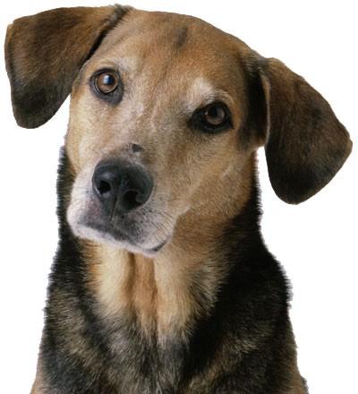 Dog1