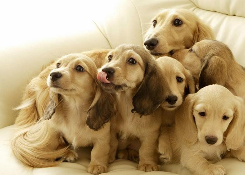 Mini dachshund wallpaper dogs 7014533 1024 768