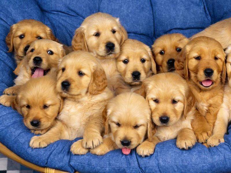 Cute dog 40