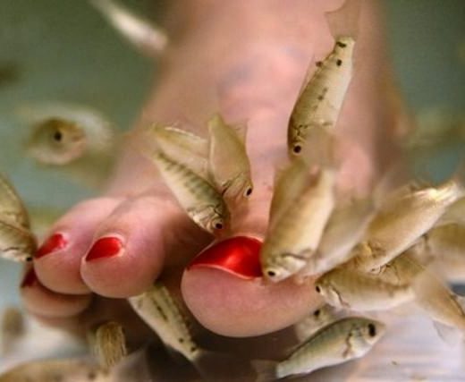 Fish spa