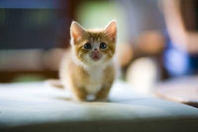 Cute kitten 301