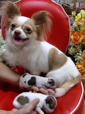 3 day old chihuahua puppy with heartshaped markings 21252775