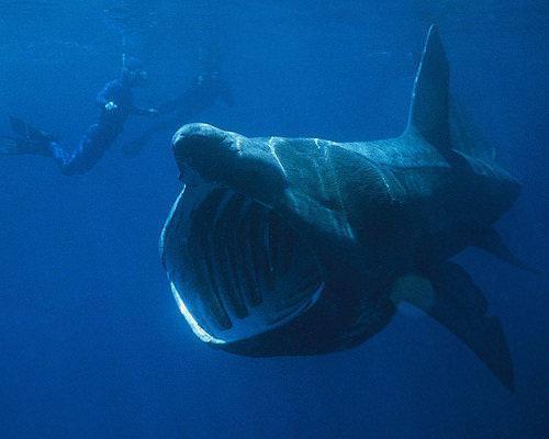 Baskingshark