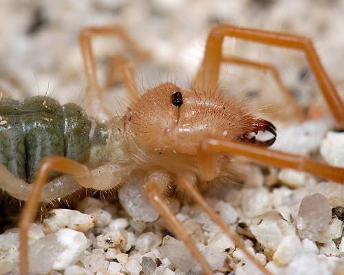 Camelspider