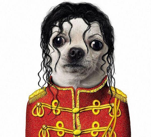 celeb animals05 Pets Impersonating Famous Celebrities