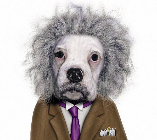 celeb animals06 Pets Impersonating Famous Celebrities