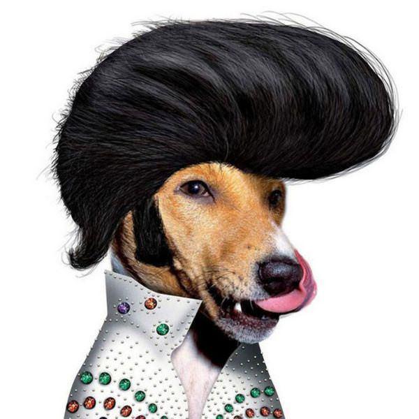 celeb animals10 Pets Impersonating Famous Celebrities