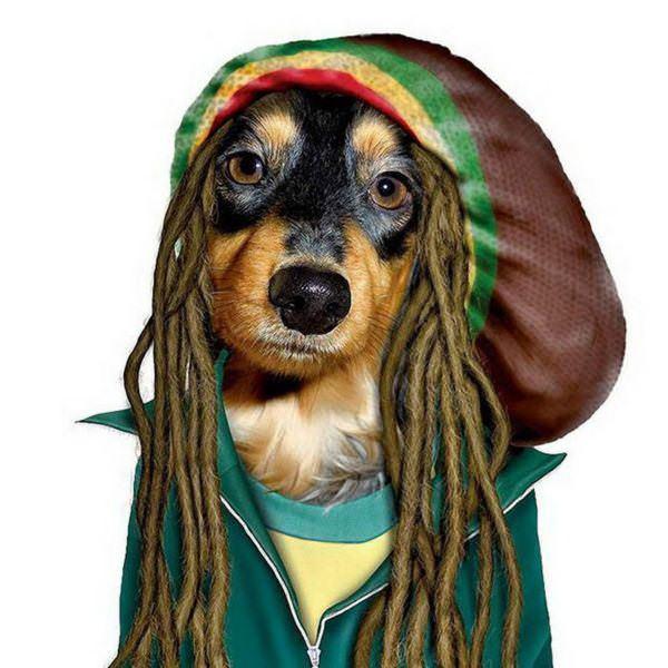 celeb animals12 Pets Impersonating Famous Celebrities