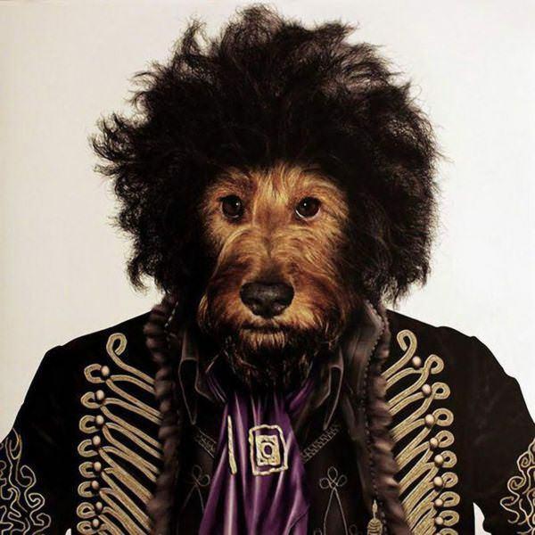 celeb animals19 Pets Impersonating Famous Celebrities