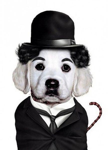 celeb animals20 Pets Impersonating Famous Celebrities
