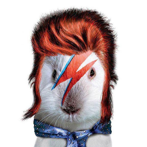 celeb animals23 Pets Impersonating Famous Celebrities