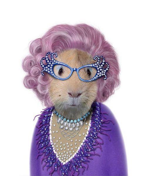 celeb animals26 Pets Impersonating Famous Celebrities