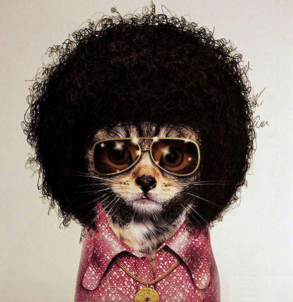 celeb animals28 Pets Impersonating Famous Celebrities