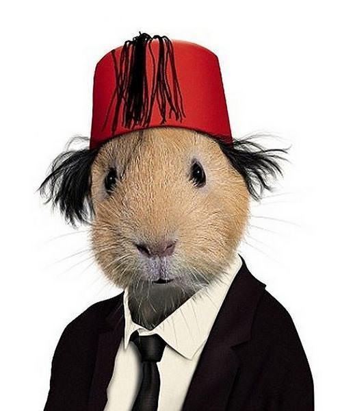celeb animals29 Pets Impersonating Famous Celebrities