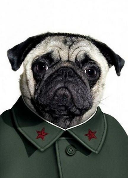 celeb animals30 Pets Impersonating Famous Celebrities