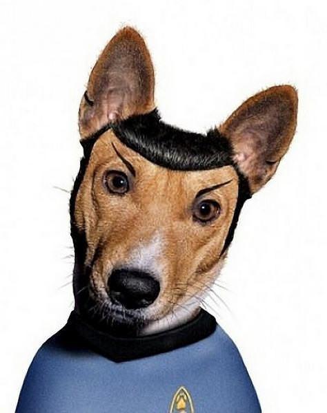 celeb animals31 Pets Impersonating Famous Celebrities