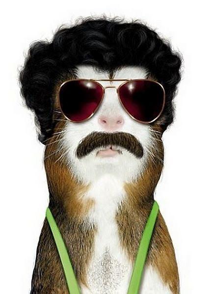 celeb animals32 Pets Impersonating Famous Celebrities
