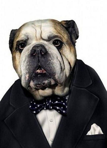 celeb animals33 Pets Impersonating Famous Celebrities