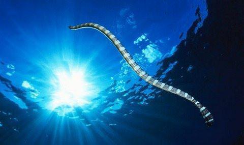 Θαλάσσιο φίδι