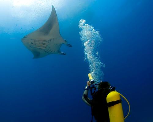 Mantaray