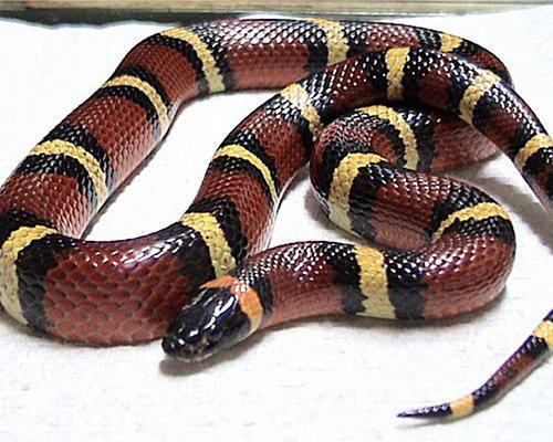 Milksnake