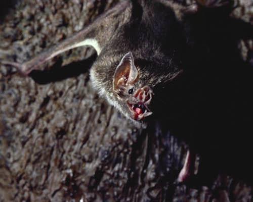 Vampire Bat