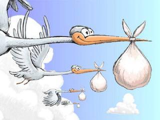 Stork1