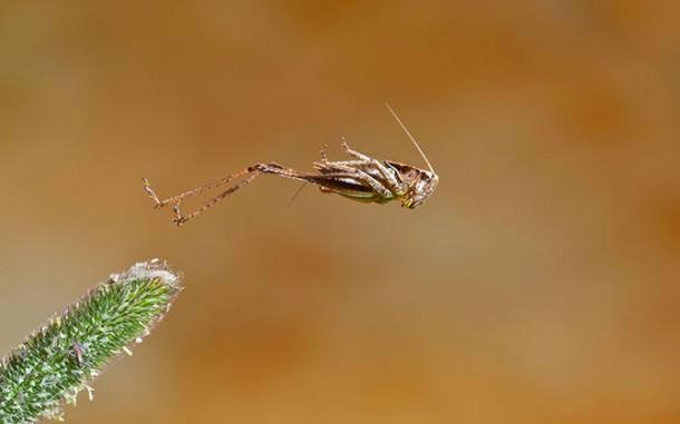 British Wildlife Photography Contest (17)