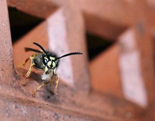 British Wildlife Photography Contest 27 610x406