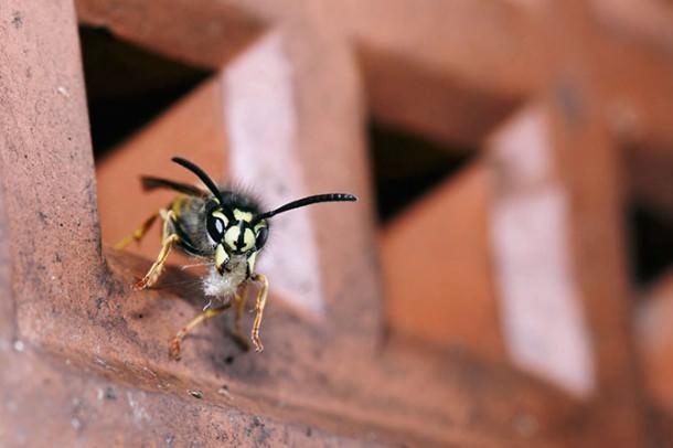 British Wildlife Photography Contest (27)