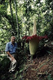 Corpse Flower