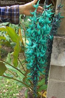 Jade Vine