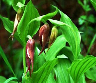 Yellow Purple Lady Slippers