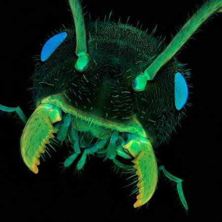 A98289 Ant Head A98289 Ant Head