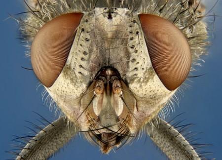 A98289 House Fly Microscopic