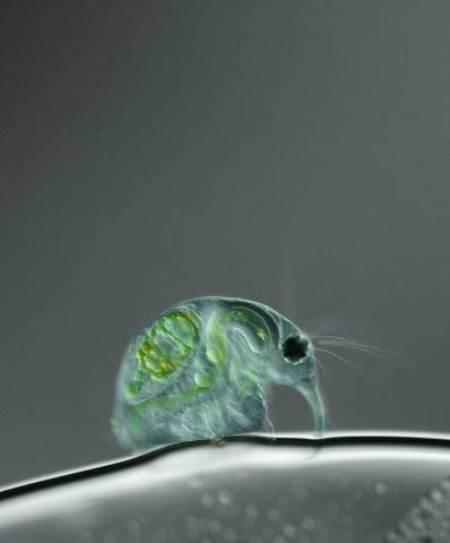 A98289 Water Flea A98289 Water Flea