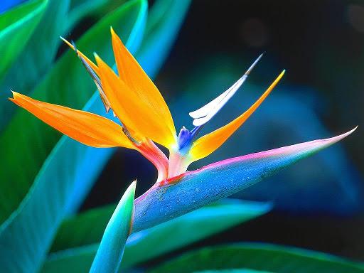 Bird Of Paradise Flower 17