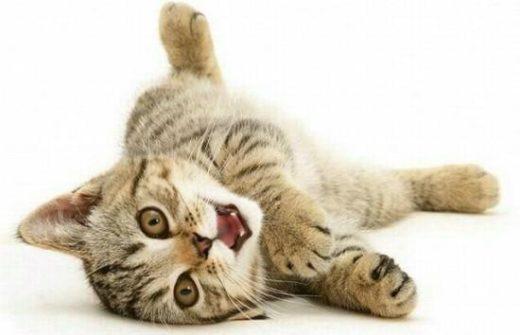 Cute And Lovely Cat Photos 01 550x354 1