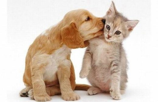 Cute And Lovely Cat Photos 02 550x354 1