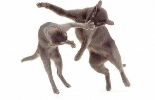 Cute And Lovely Cat Photos 03 550x354 1
