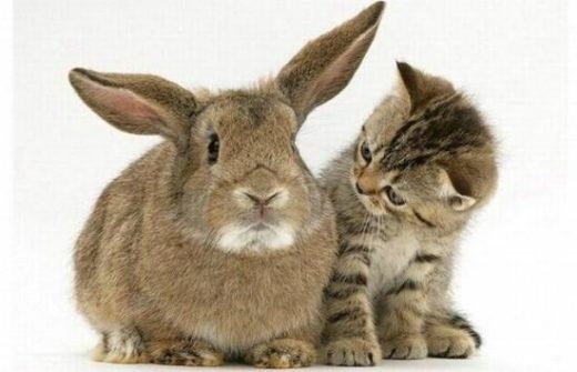 Cute And Lovely Cat Photos 05 550x354 1