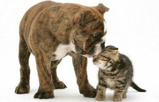 Cute And Lovely Cat Photos 06 550x354 1