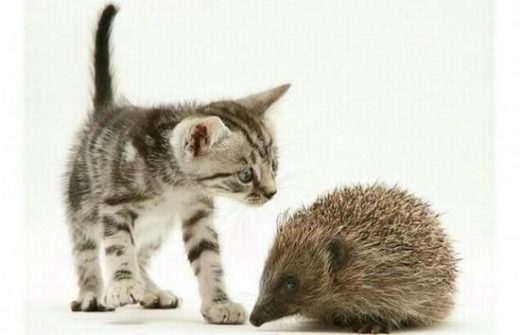 Cute And Lovely Cat Photos 08 550x354 1