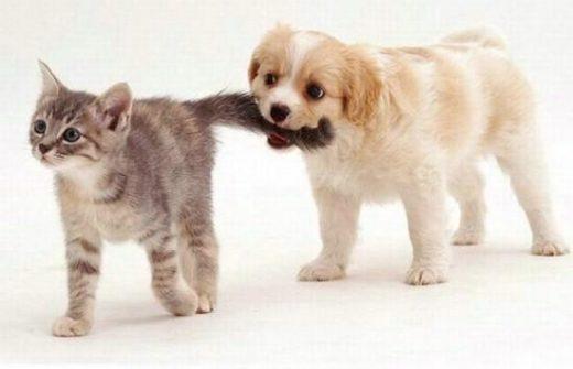 Cute And Lovely Cat Photos 09 550x354 1