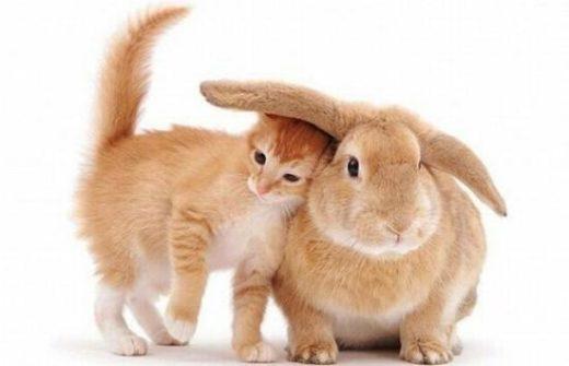 Cute And Lovely Cat Photos 10 550x354 1