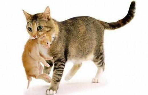 Cute And Lovely Cat Photos 11 550x354 1