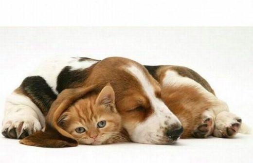Cute And Lovely Cat Photos 12 550x354 1