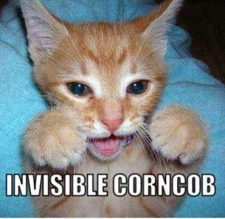 Invisible Corncob Cat Funday.gr