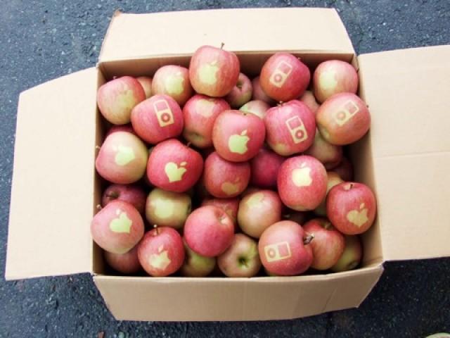 Apples With Apple Logo 02 E1350804710552