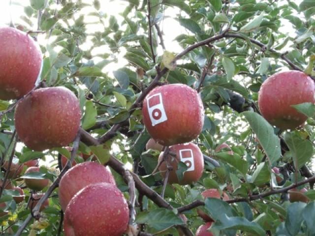 Apples With Apple Logo 04 E1350804787843